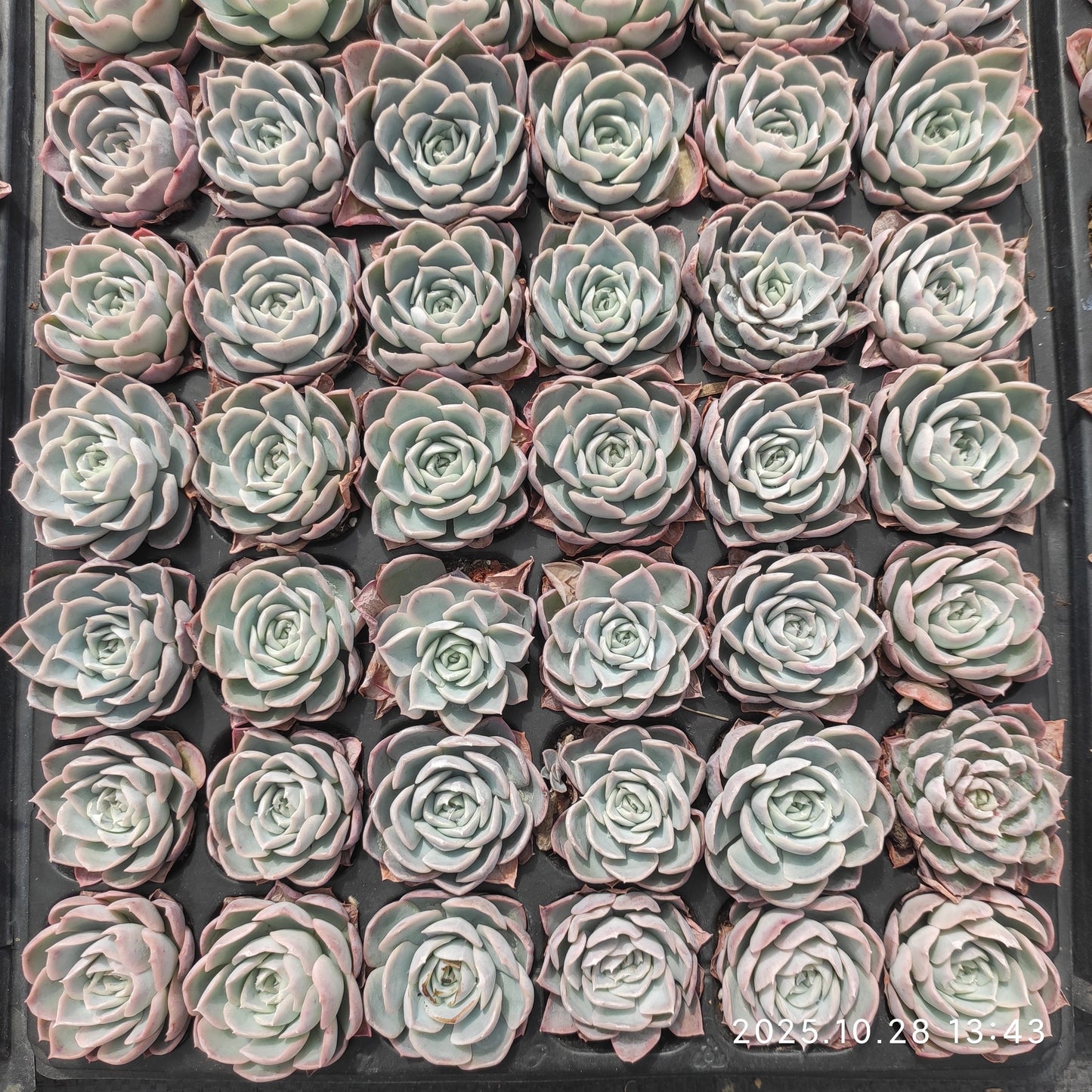 22253 Echeveria Joseline (3cm pot size)