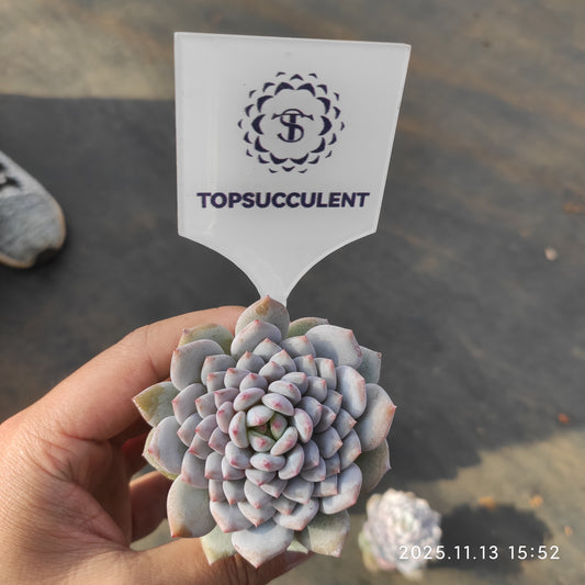 18756 Echeveria Star Monroe (5.5cm pot size)