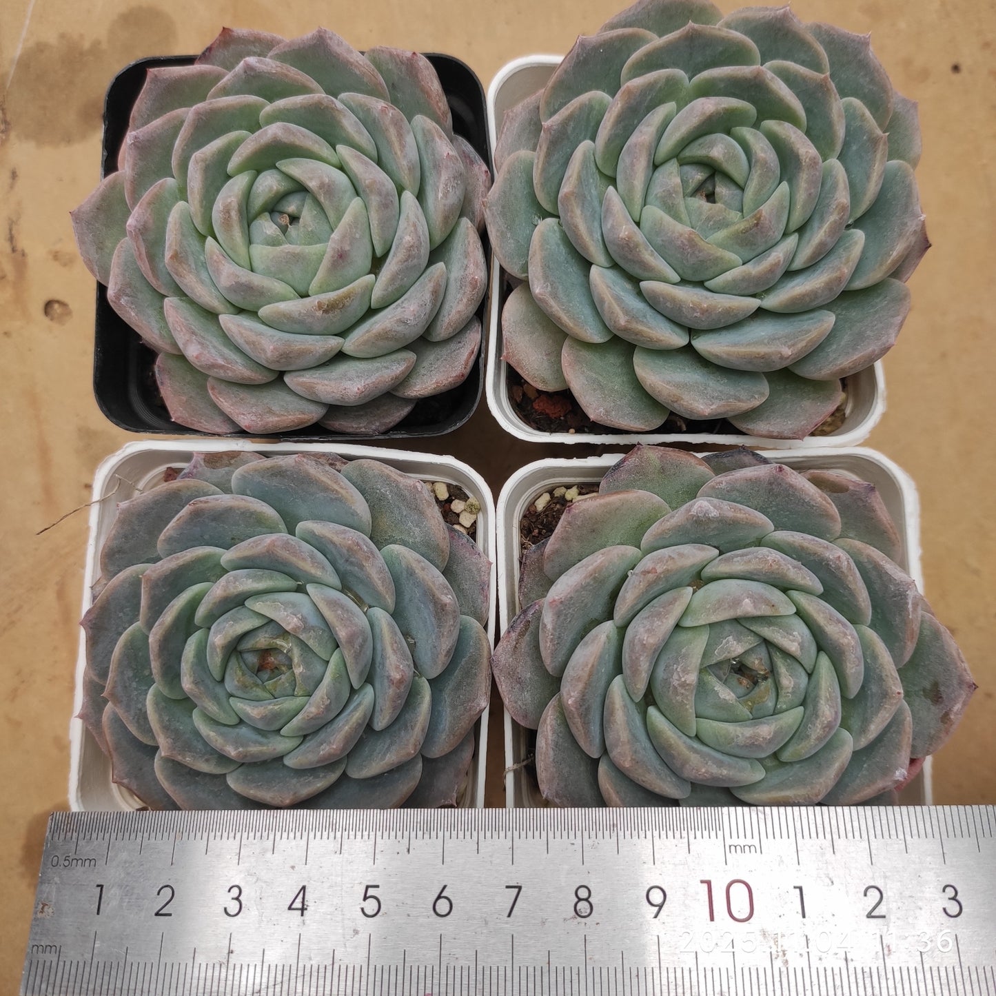 19881 Echeveria Pure Love (7cm pot size)