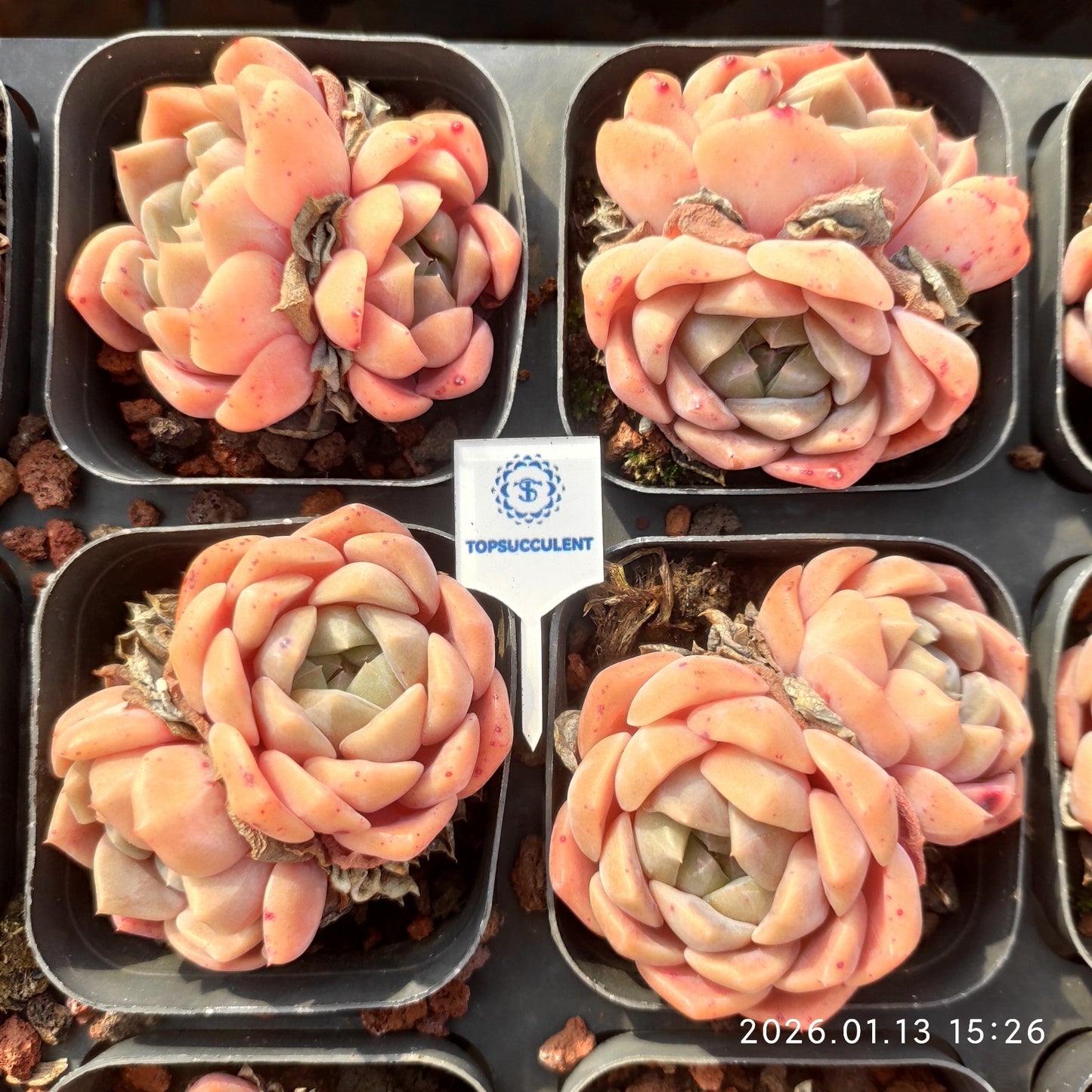 22604 Echeveria Orange Monroe Hyb (6.5cm pot size)