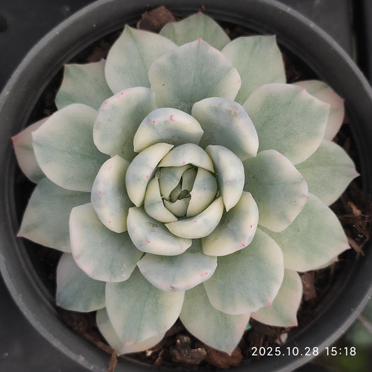 17286 Echeveria Berry Variegated (8cm pot size)