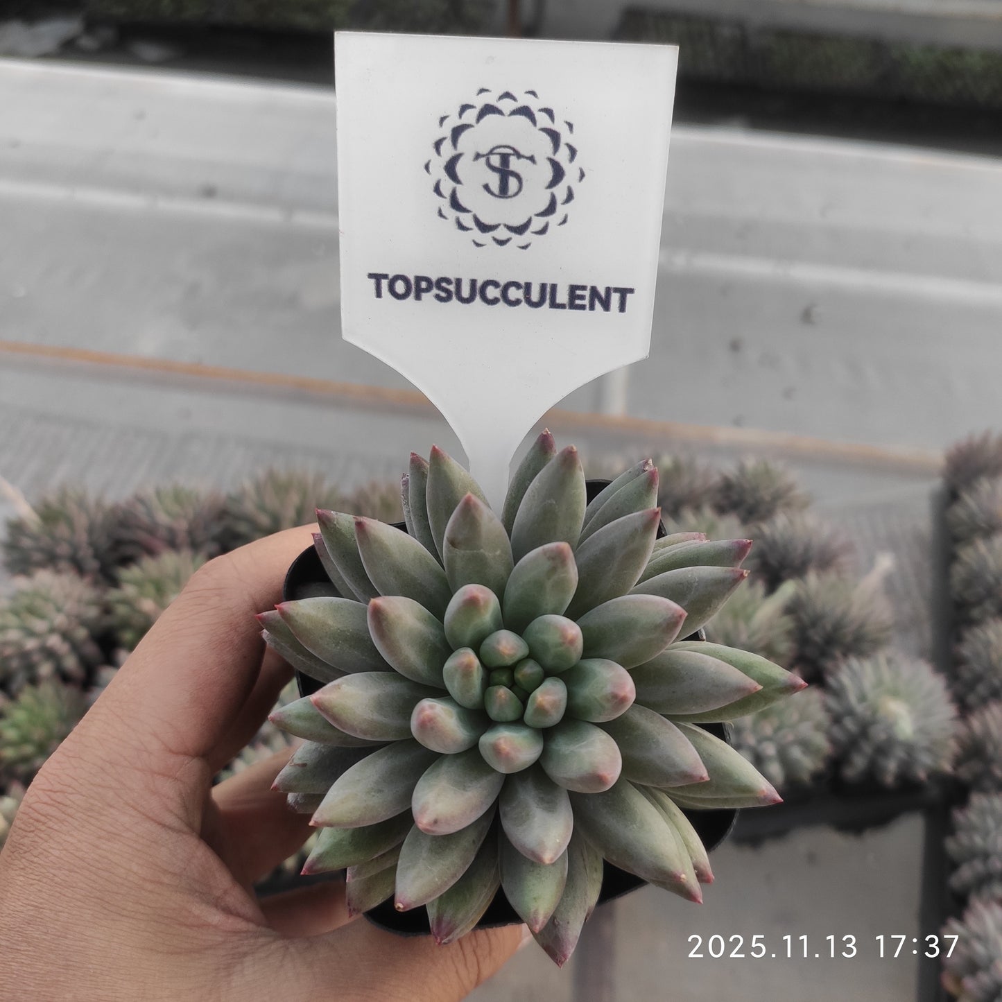 20034 Echeveria Cherries (7cm pot size)