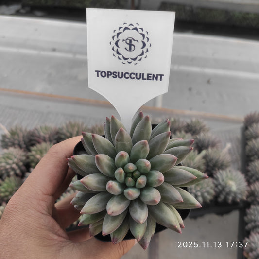 20034 Echeveria Cherries (7cm pot size)