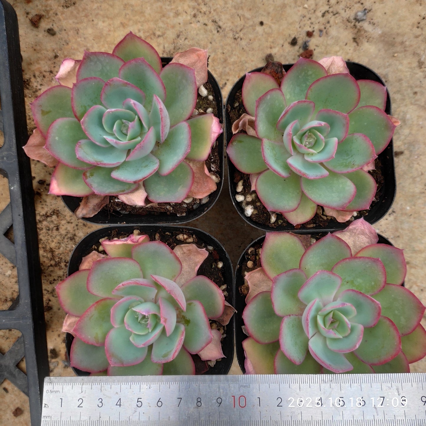 21598 Echeveria Neon Light (10cm pot size)