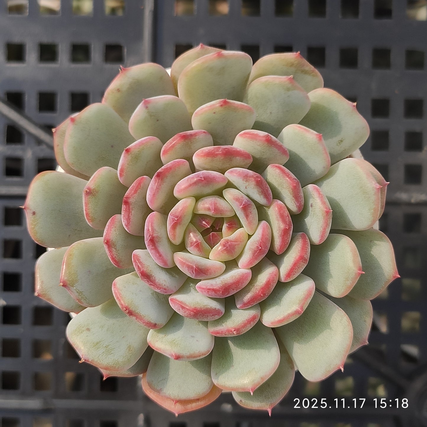 21464 Echeveria White Fat (5.5cm pot size)