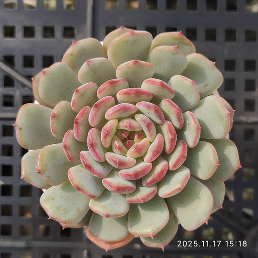 21464 Echeveria White Fat (5.5cm pot size)