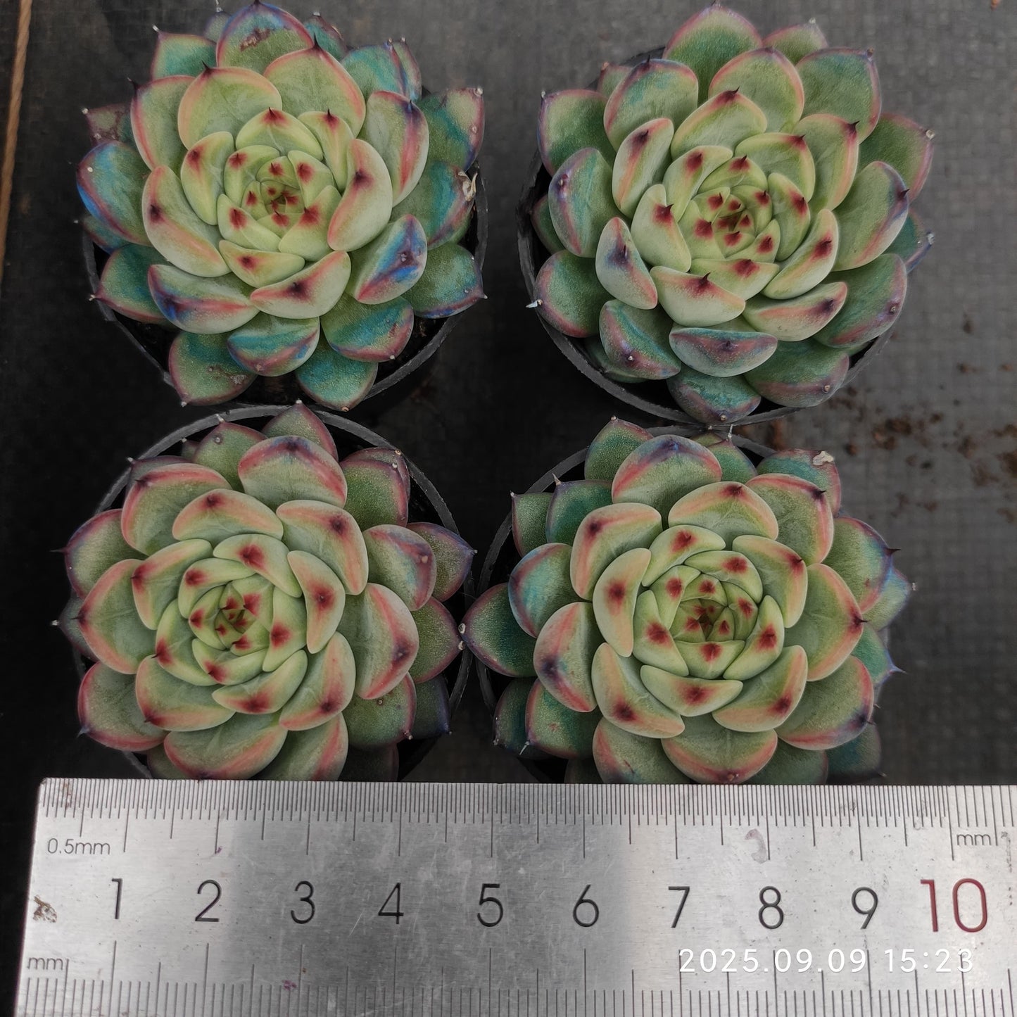 MMT885 Echeveria Spring(5.5cm pot size)