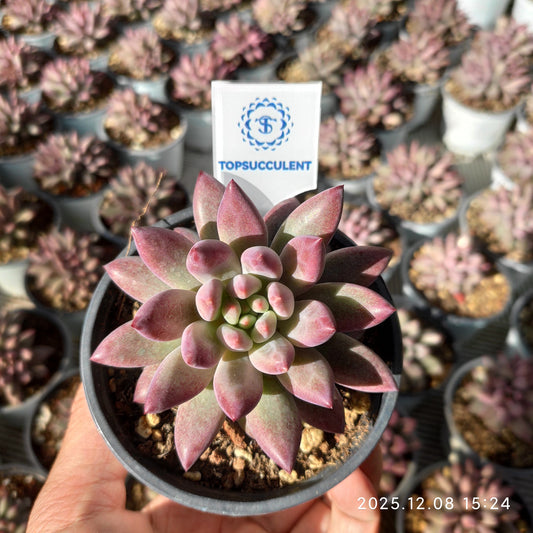 22155 Echeveria Cherries (9cm pot size)