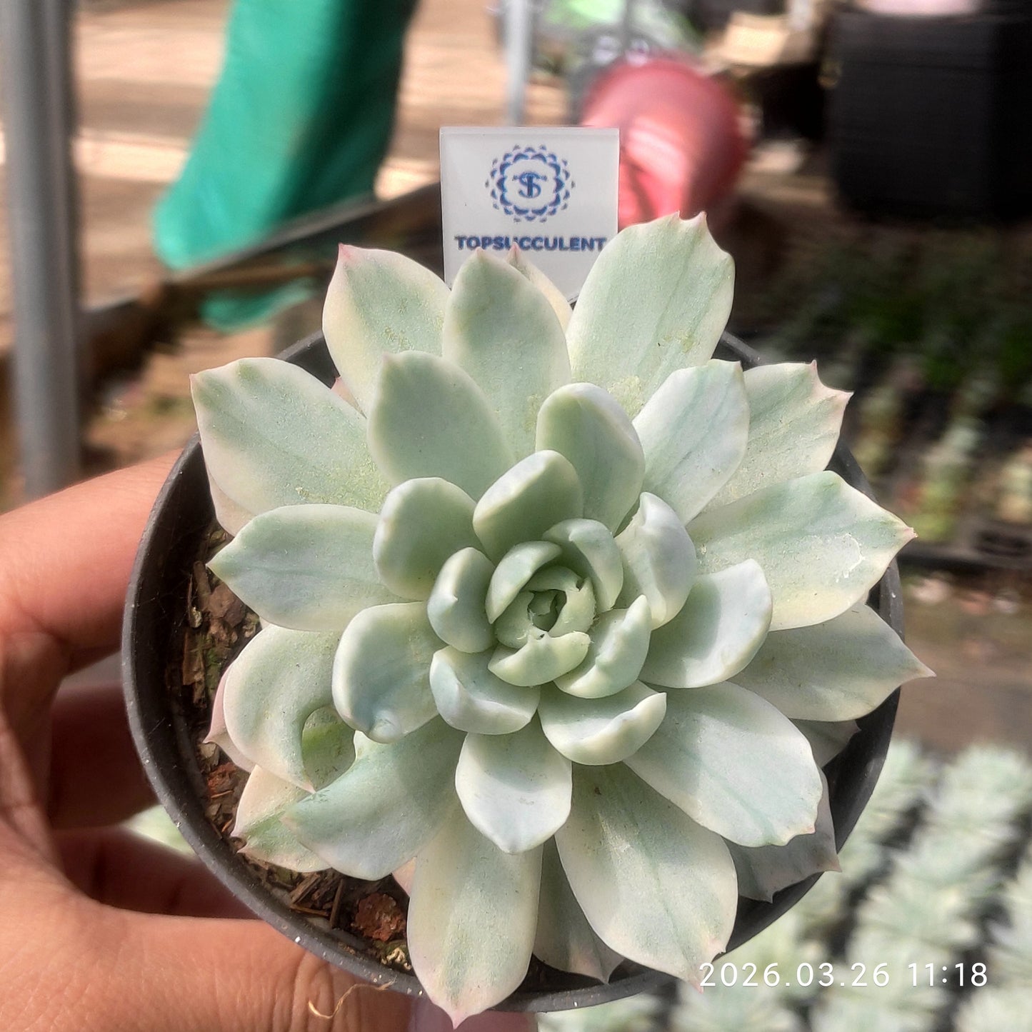 17286 Echeveria Berry Variegated (9cm pot size)