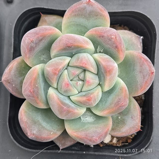 11670 Echeveria Alba Beauty (6.5cm pot size)