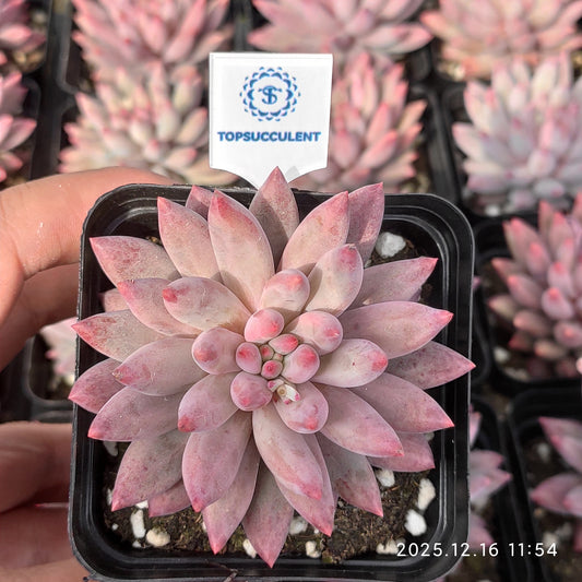 21783 Echeveria Gold Fish (7cm pot size)