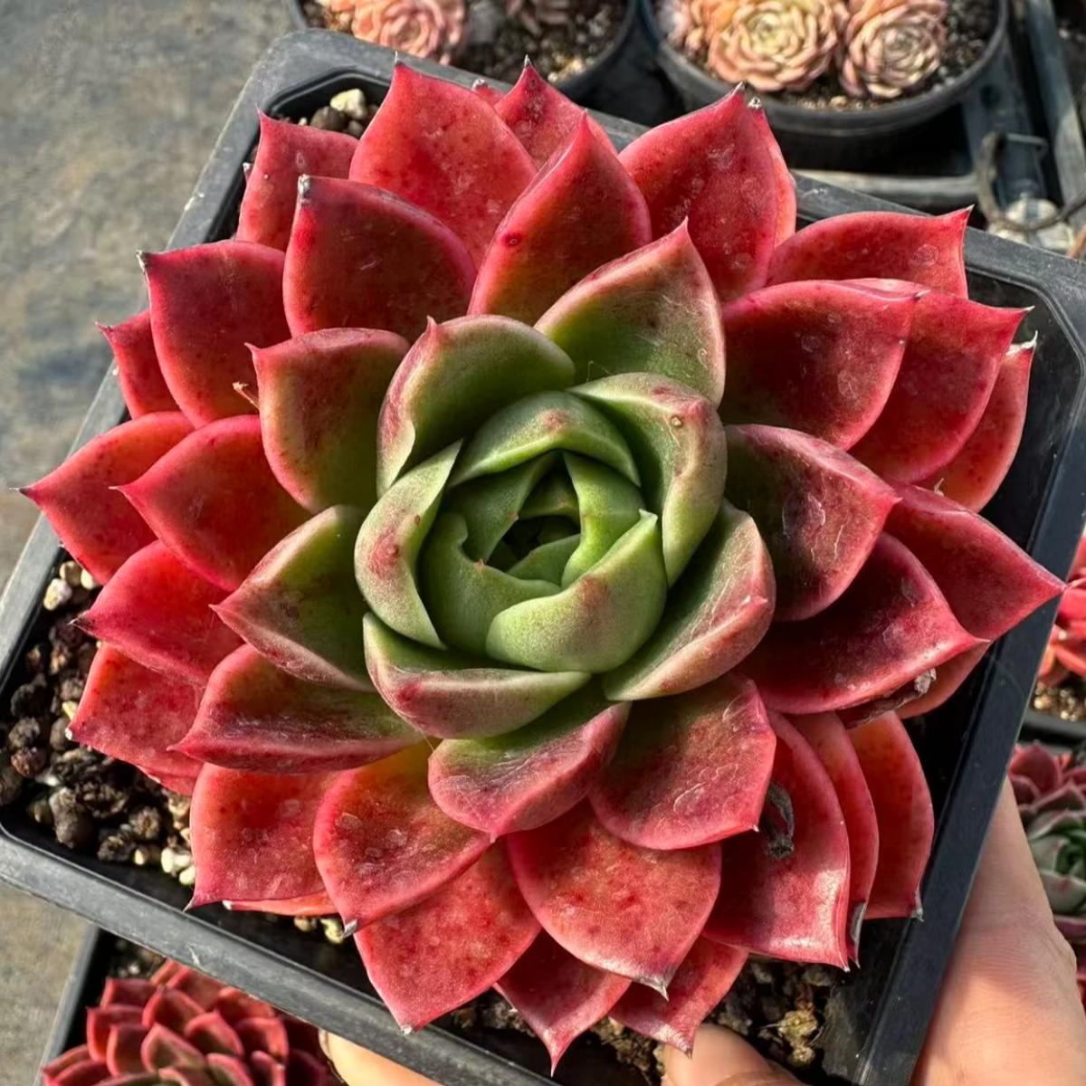 22645 Echeveria Amaryllis (12cm pot size)