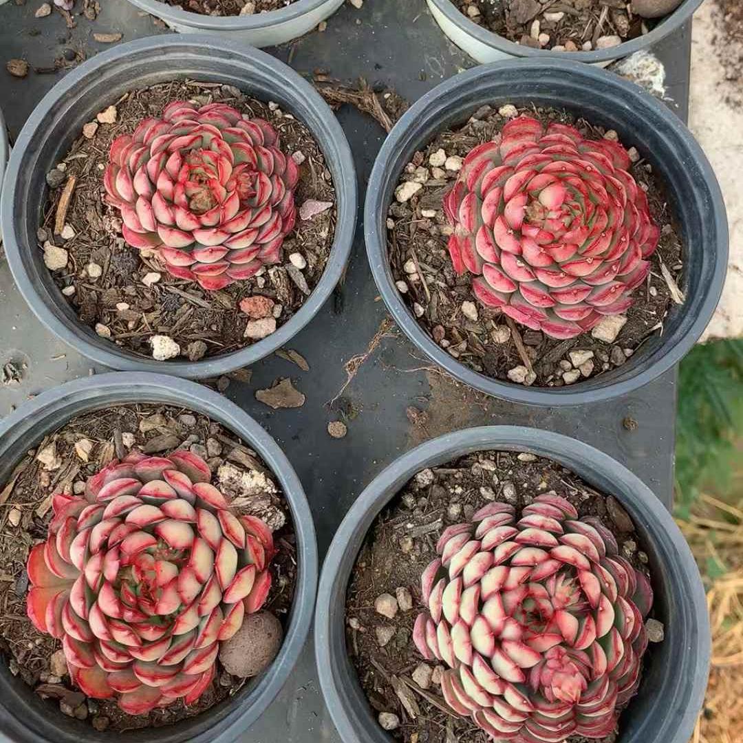 25276 Echeveria Dream Rose (9cm pot size)