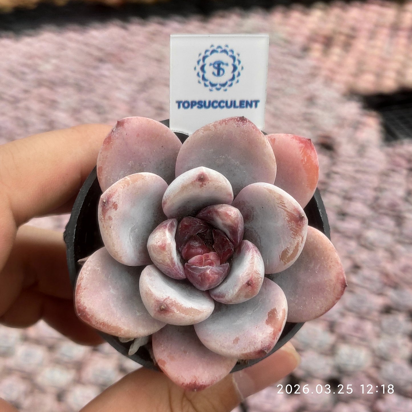 20066 Echeveria Spark Snow (5.5cm pot size)