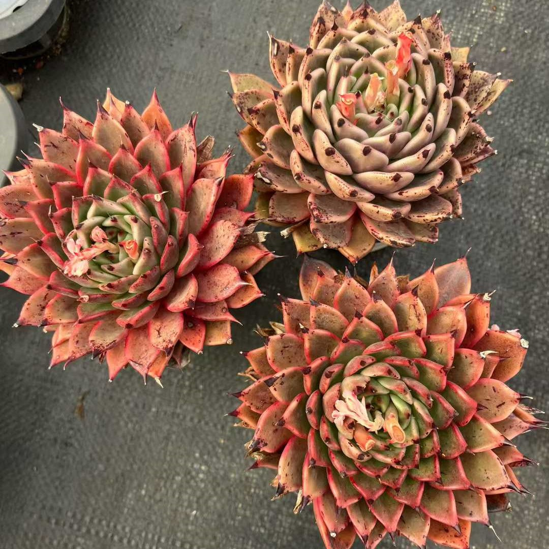 25312 Echeveria Hallowen (9cm pot size)