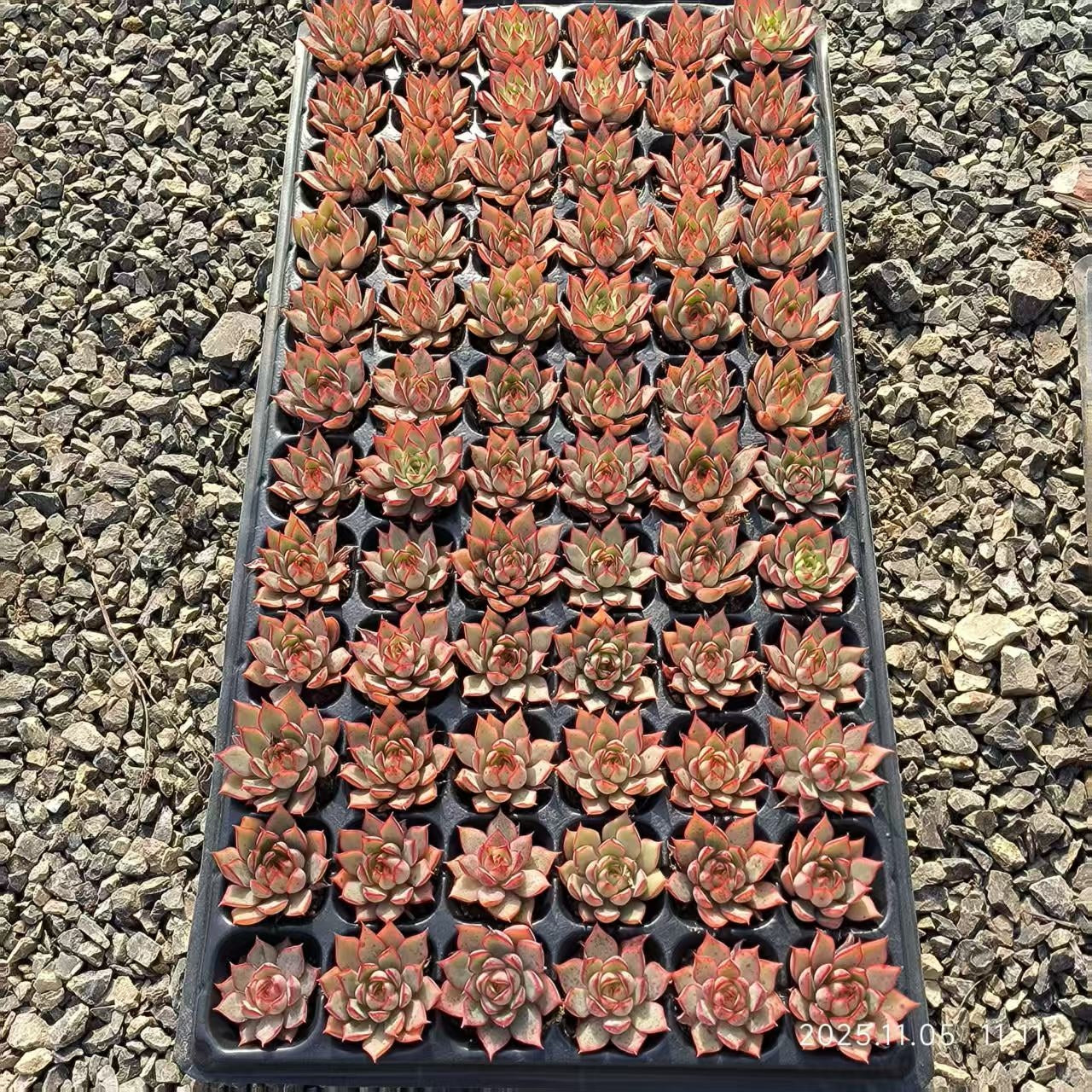 22027 Echeveria Lotus Lamp (4cm pot size)