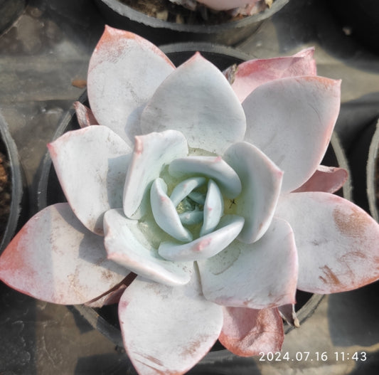 MMT186 Echeveria White Lover