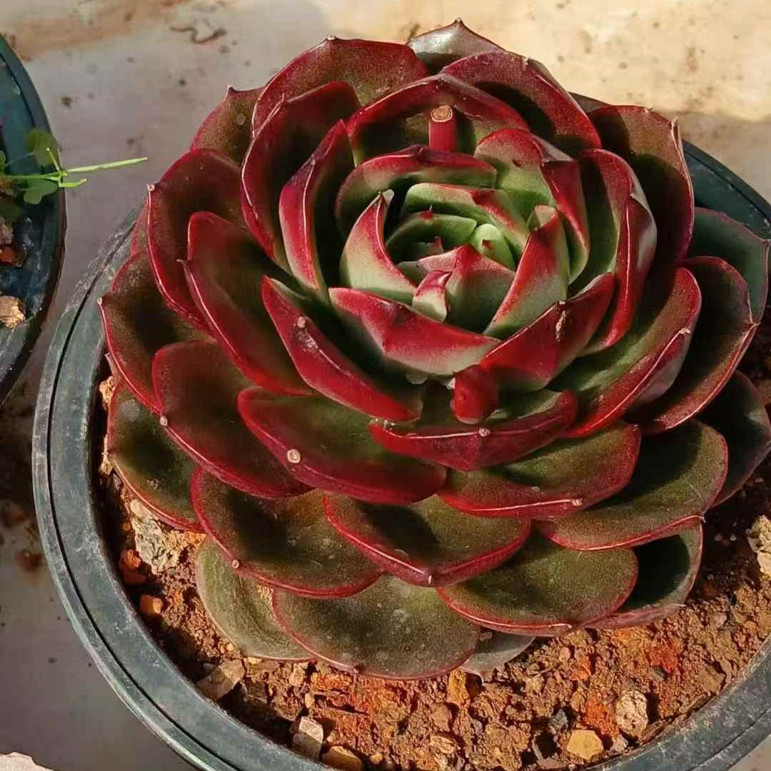 25794 Echeveria Treasure Map (16cm pot size)