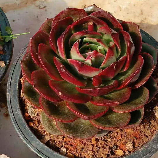 25794 Echeveria Treasure Map (16cm pot size)