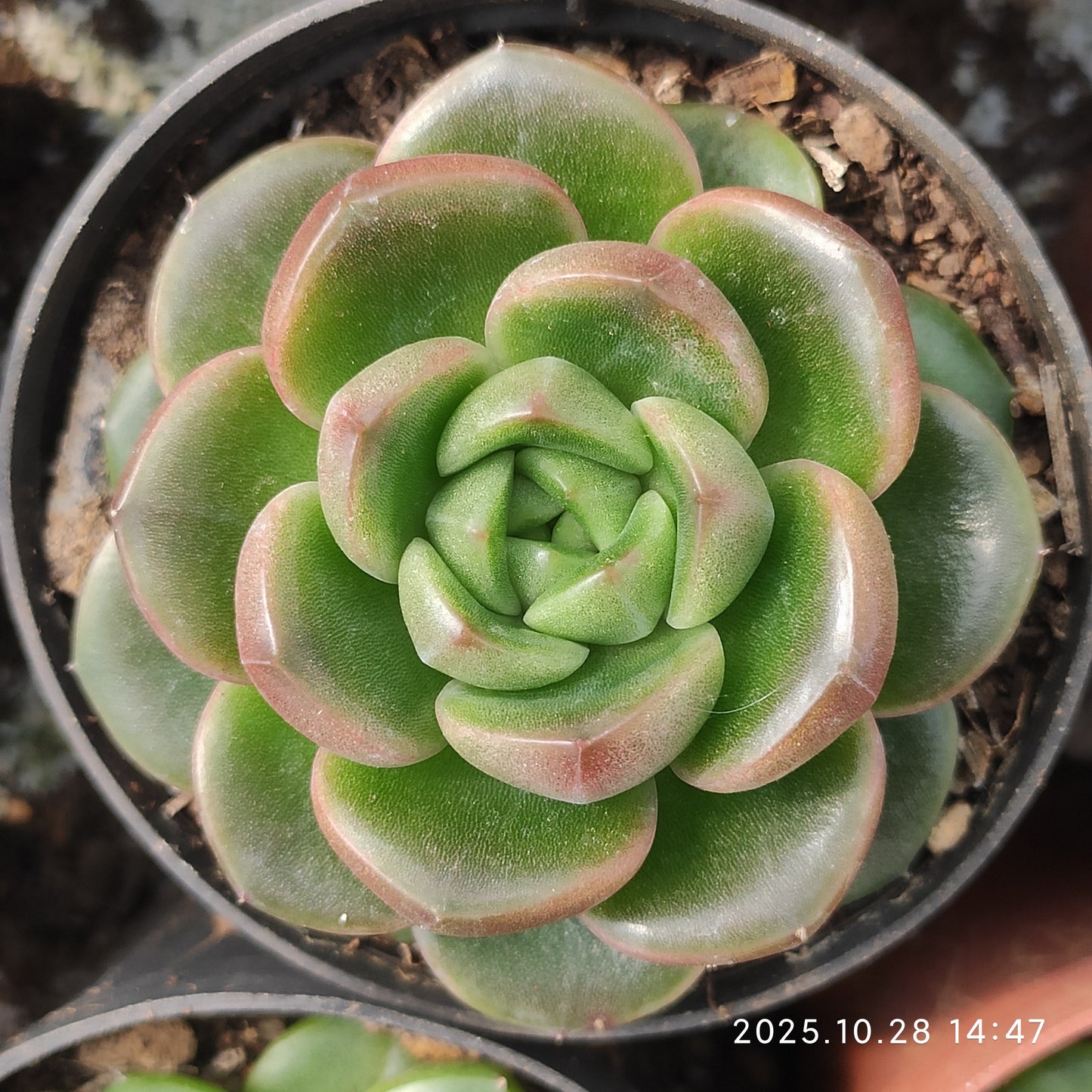 18254 Echeveria Azure Stone (6cm pot size)