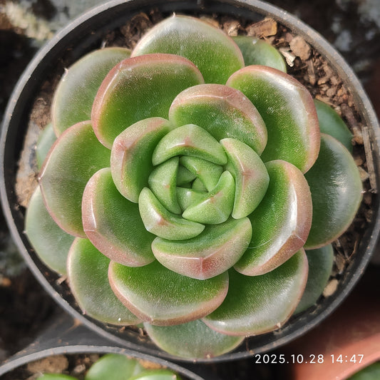 18254 Echeveria Azure Stone (6cm pot size)