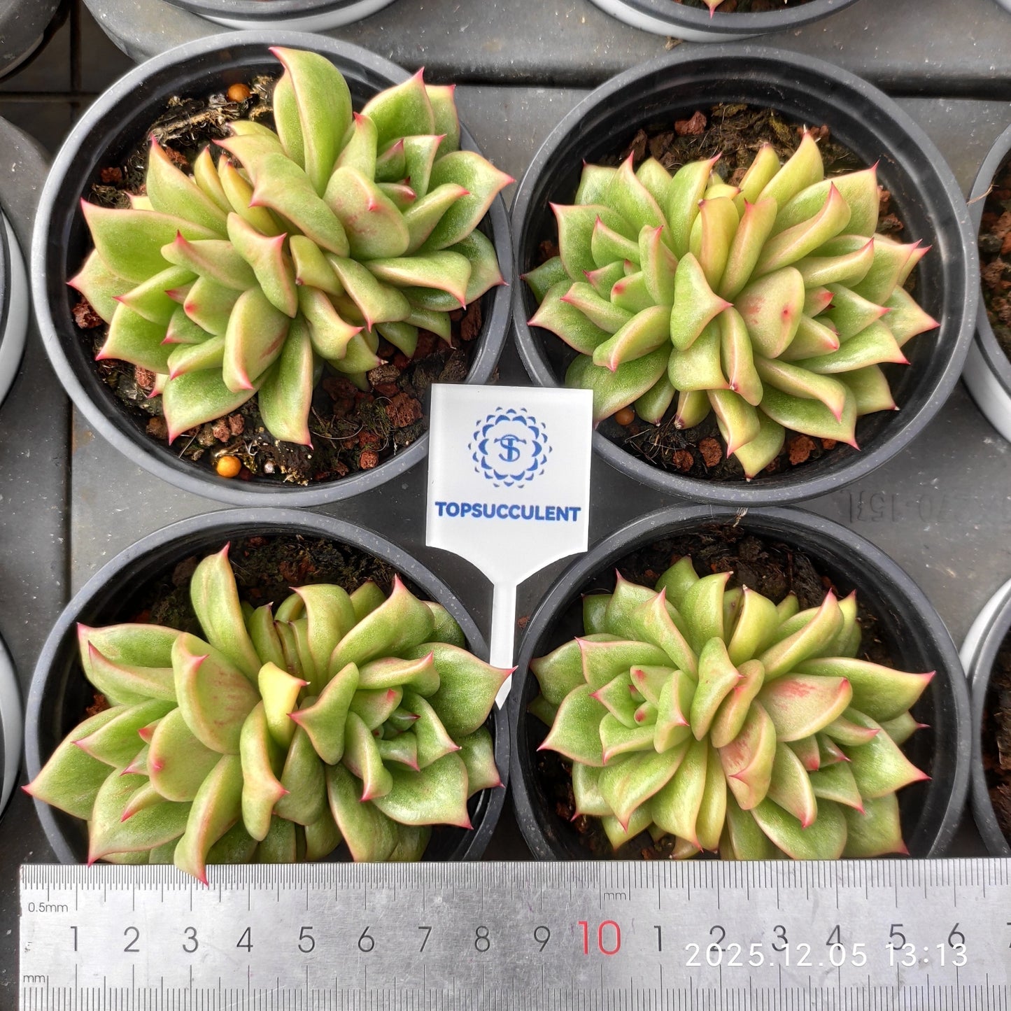 23302 Echeveria Rambler (9cm pot size)