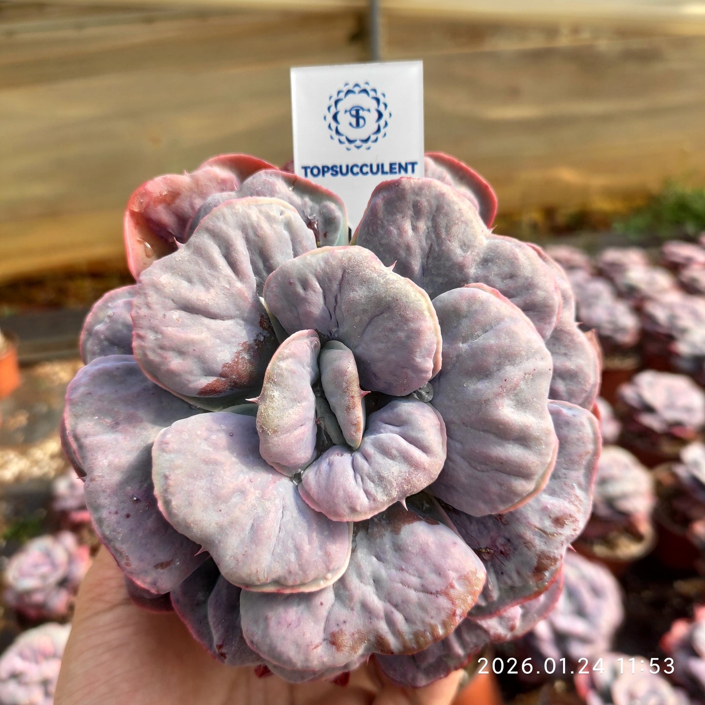 21676 Echeveria Heart Delight (12cm pot size)