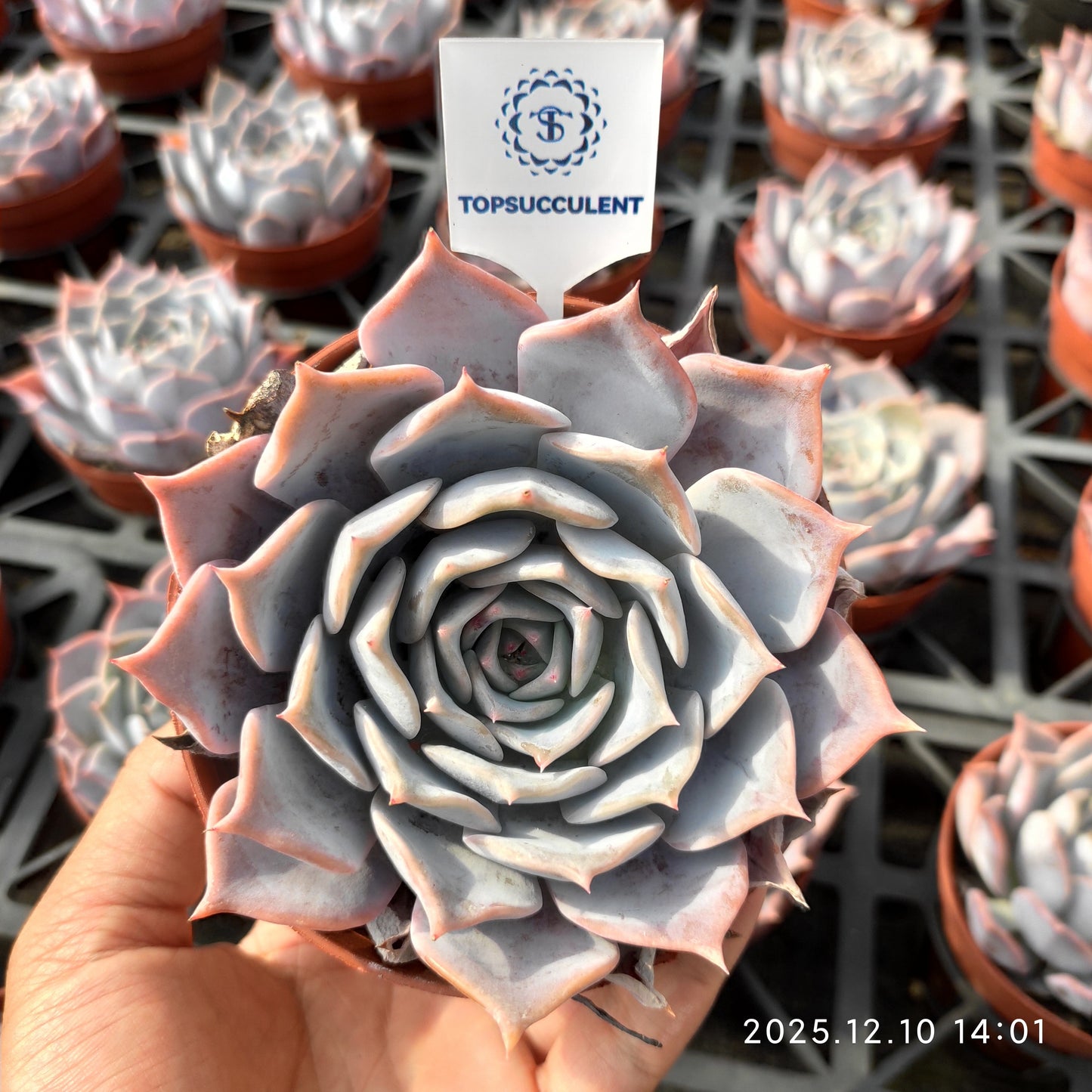 9731 Echeveria Lucina (12cm pot size)