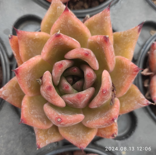 MMY801 Echeveria Balrog