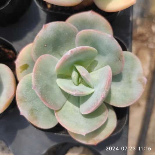 ZZA061 Echeveria White Phoenix