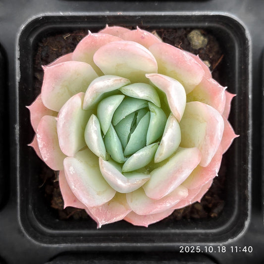 21585 Echeveria Pink Nation (5.5cm pot size)