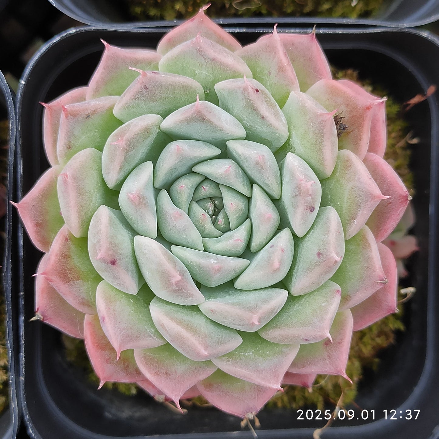 5540 Echeveria Helena Hyb (6.5cm pot size)