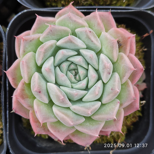 5540 Echeveria Helena Hyb (6.5cm pot size)