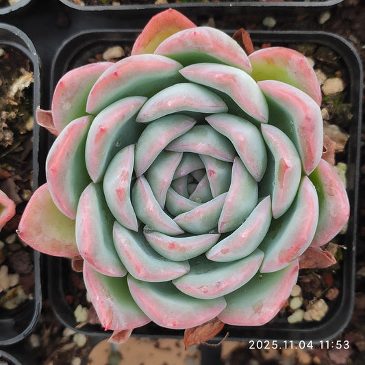 18896 Echeveria Silhouette Hyb (7cm pot size)
