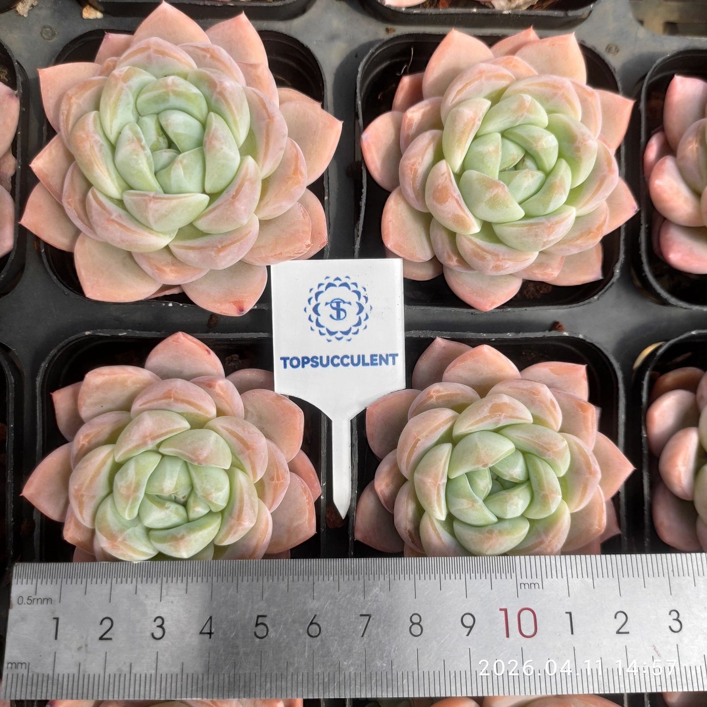 361469 Echeveria Ice Green (6.5cm pot size)