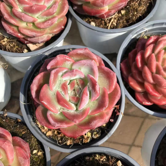 362125 Echeveria Amber Flame (11cm pot size)