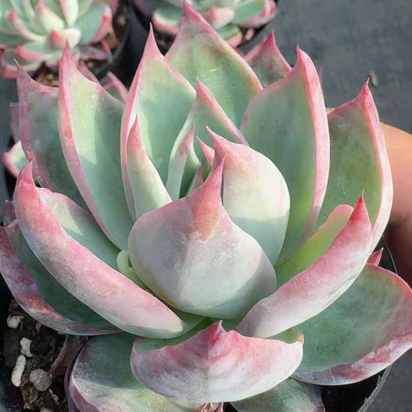 360384 Echeveria Casio (9cm pot size)