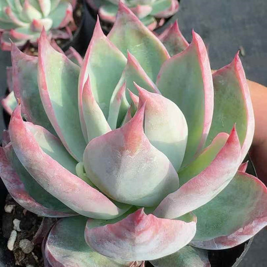 360384 Echeveria Casio (9cm pot size)