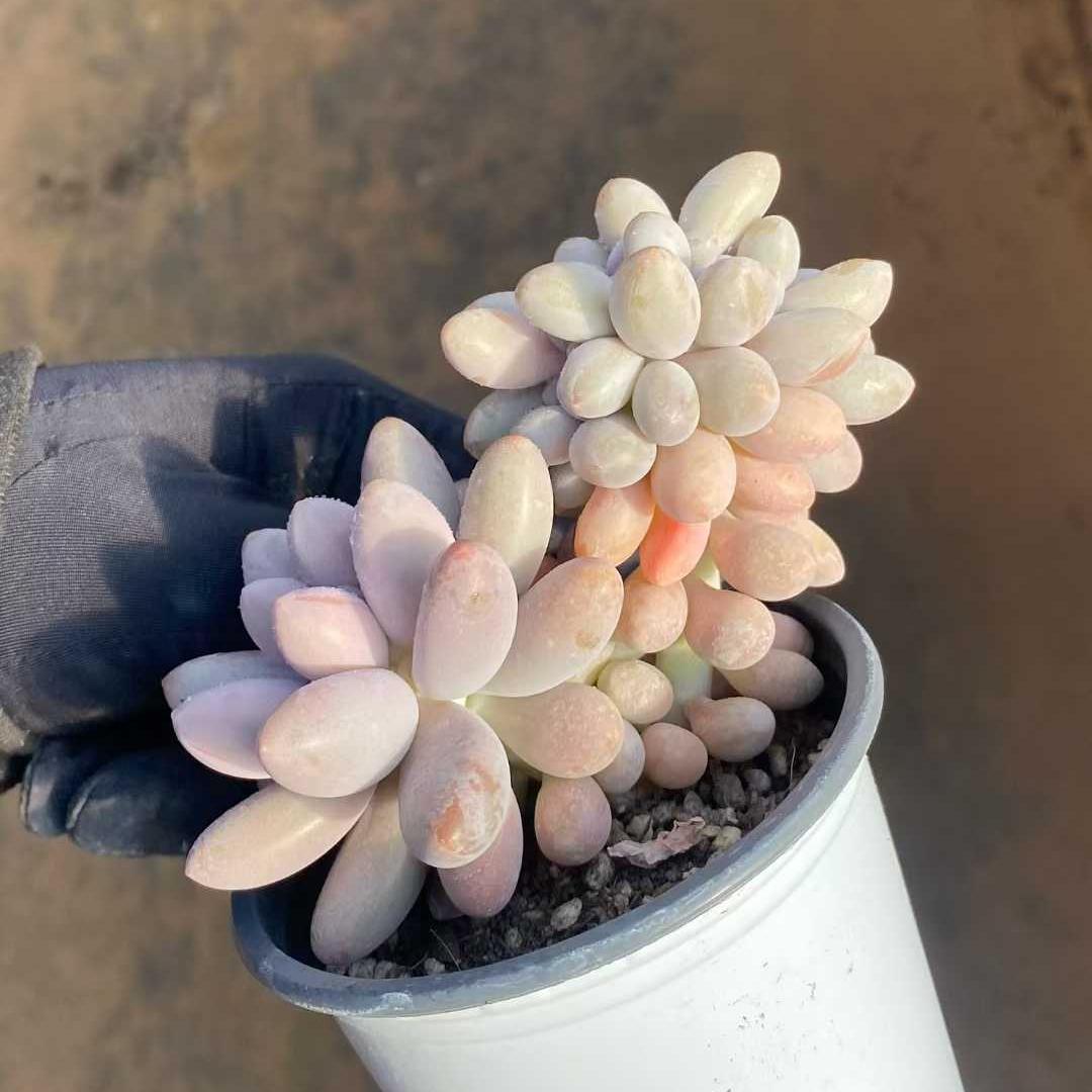360014 Echeveria Pink Lover Cristata (9cm pot size)