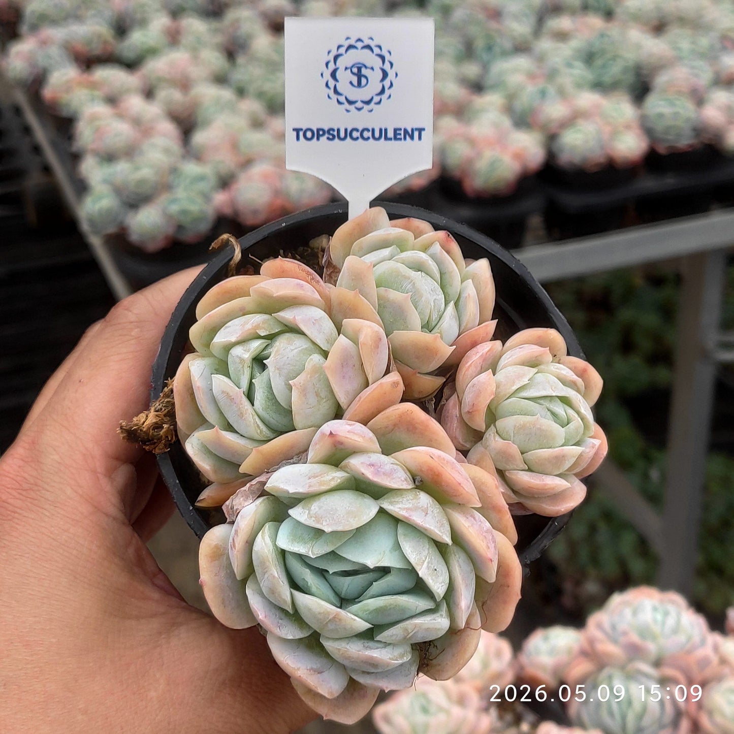19950 Echeveria Potosina (9cm pot size)