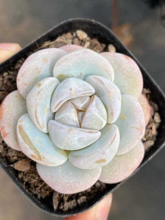 361742 Echeveria Snow Porcelain (6.3cm pot size)