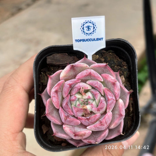 361454 Echeveria Azalea (6.5cm pot size)