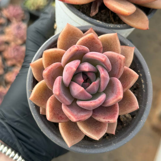 361965 Echeveria Brown Sugar Card (9cm pot size)