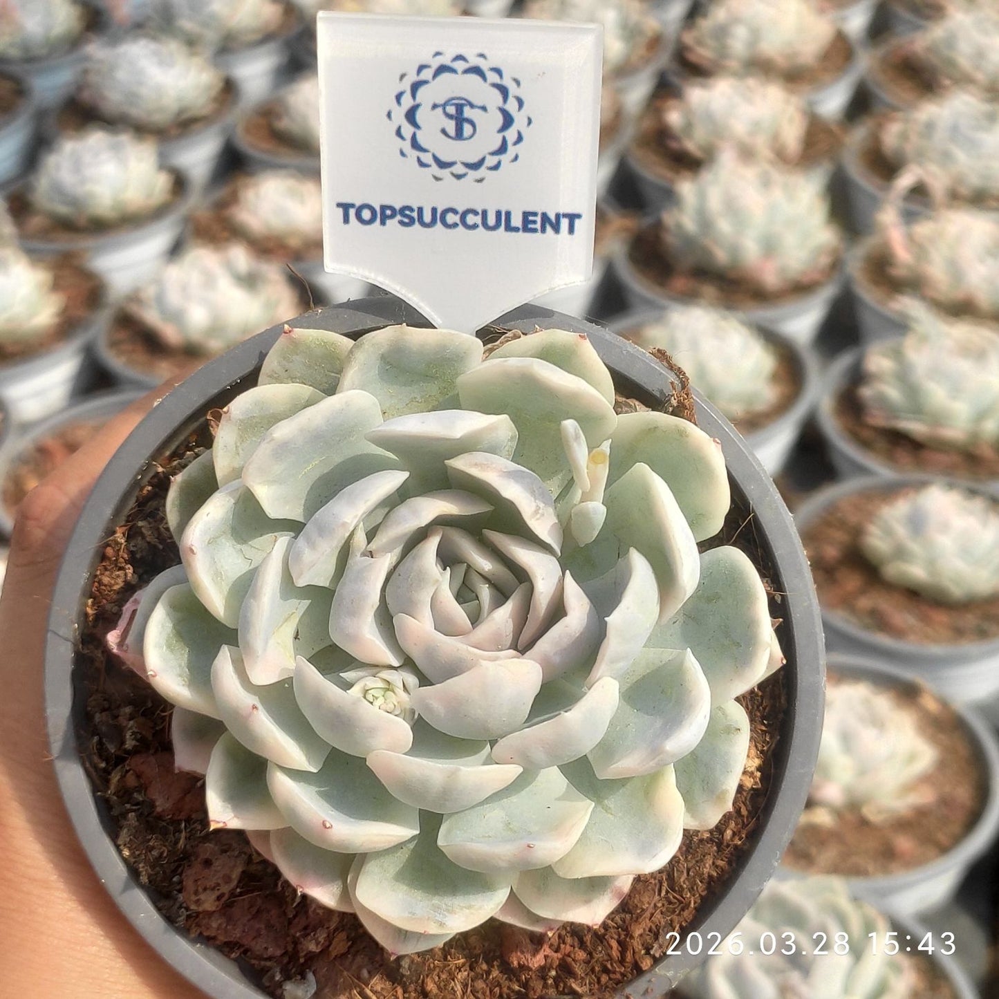 360928 Echeveria Snow Ball Variegated (9cm pot size)