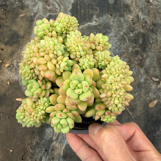 362015 Echeveria Shangri-La Cristata (12cm pot size)