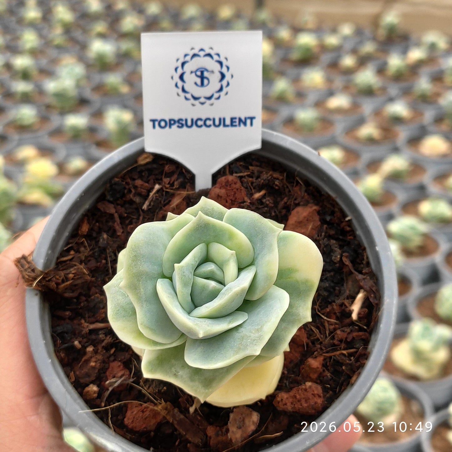 360880 Echeveria Lovely Rose Variegated (9cm pot size)