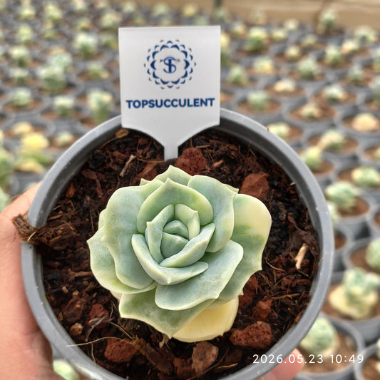 360880 Echeveria Lovely Rose Variegated (9cm pot size)
