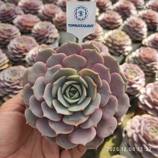 18834 Echeveria Pink Butterfly (11cm pot size)