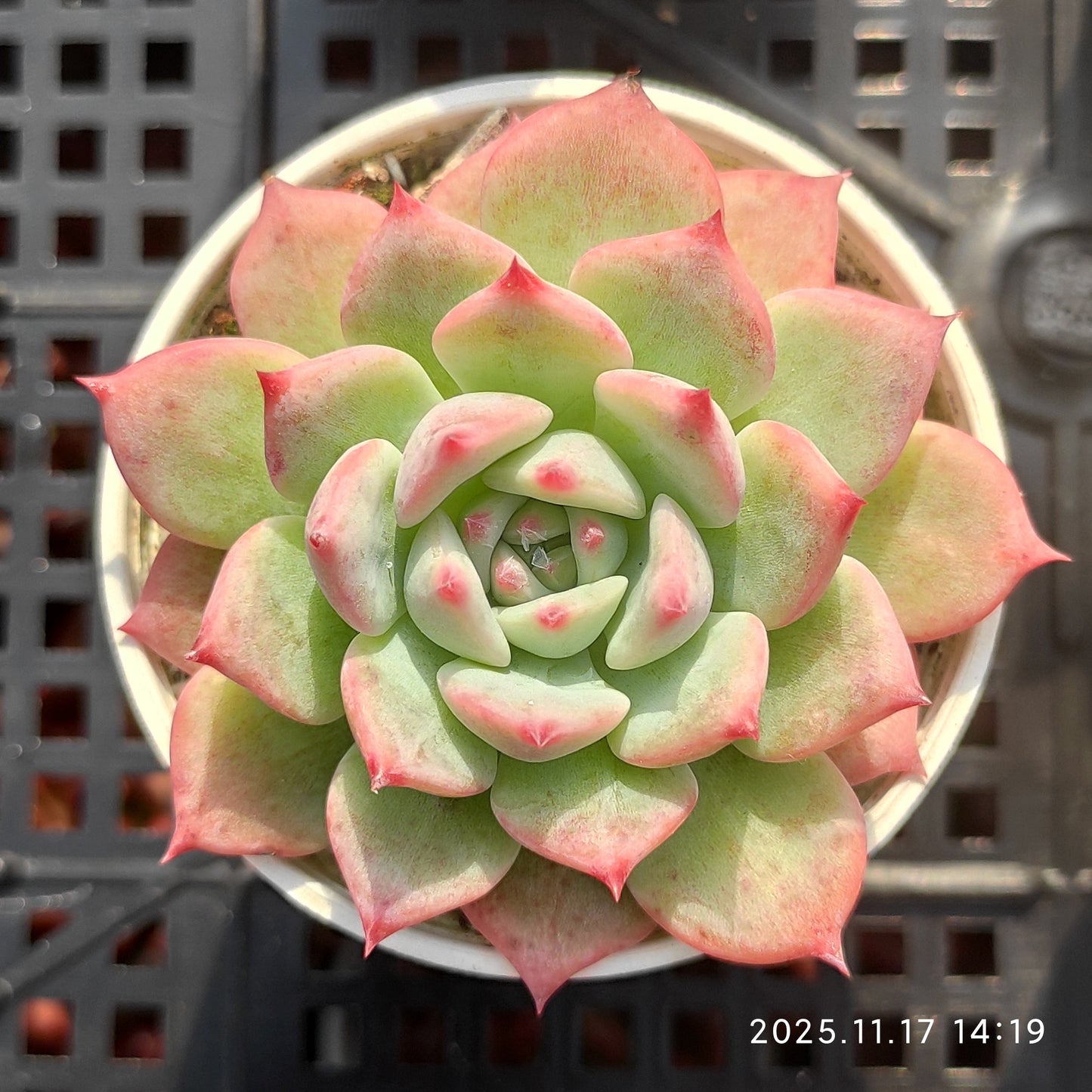 14134 Echeveria AK Maria (5.5cm pot size)