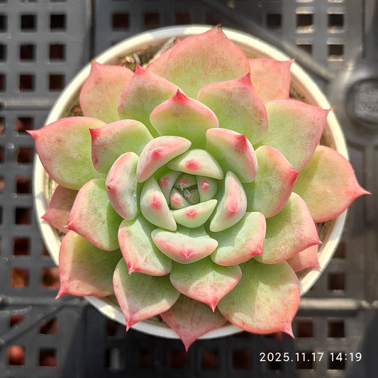 14134 Echeveria AK Maria (5.5cm pot size)